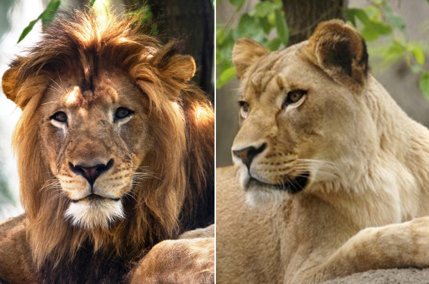 Domestic Violence Doesn’t Discriminate: Indianapolis Zoo Workers Are Baffled As To Why Popular Lioness Zuri Killed Her Baby Daddy Nyack.
