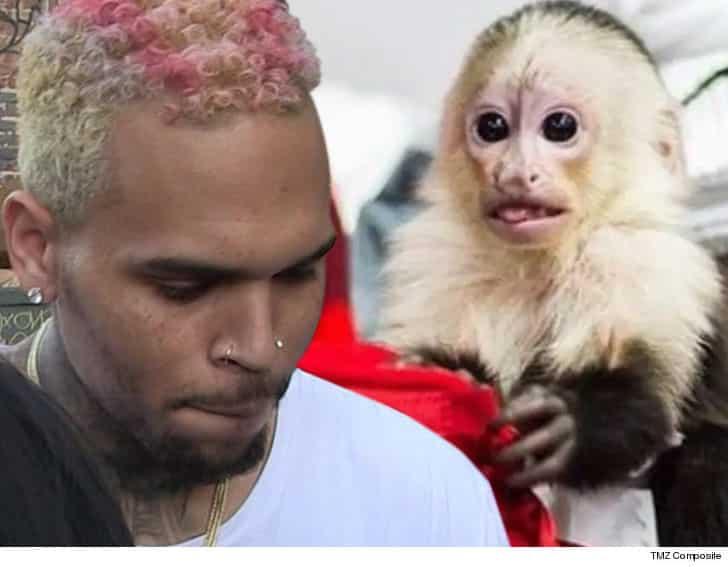 Chris Brown May Be Headed To Jail After Having No Permit For Pet Monkey.