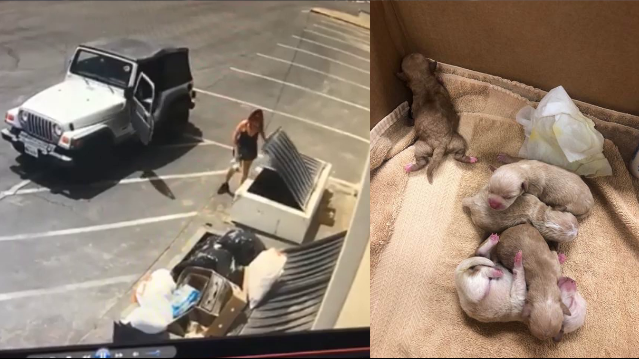 Coachella Woman Faces Charges For Throwing 7 Newborn Puppies In A Dumpster