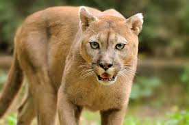 Mountain Lion Bites 8 Year-Old Boy On The Head In Colorado, Injuries ‘Serious’