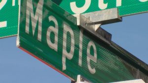 maple