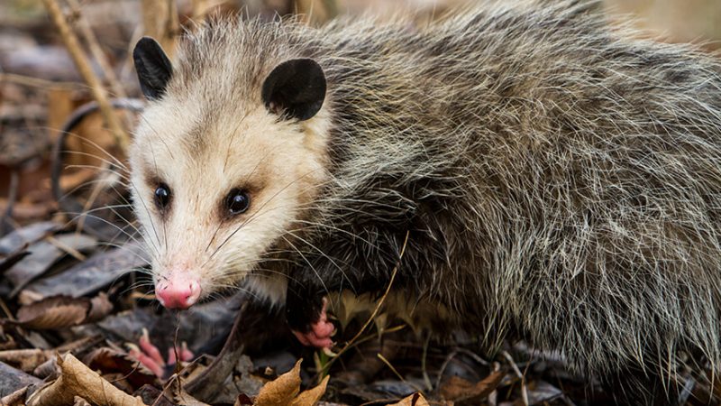 Lynwood Man Convicted And Sentenced For Torturing An Opossum To Death