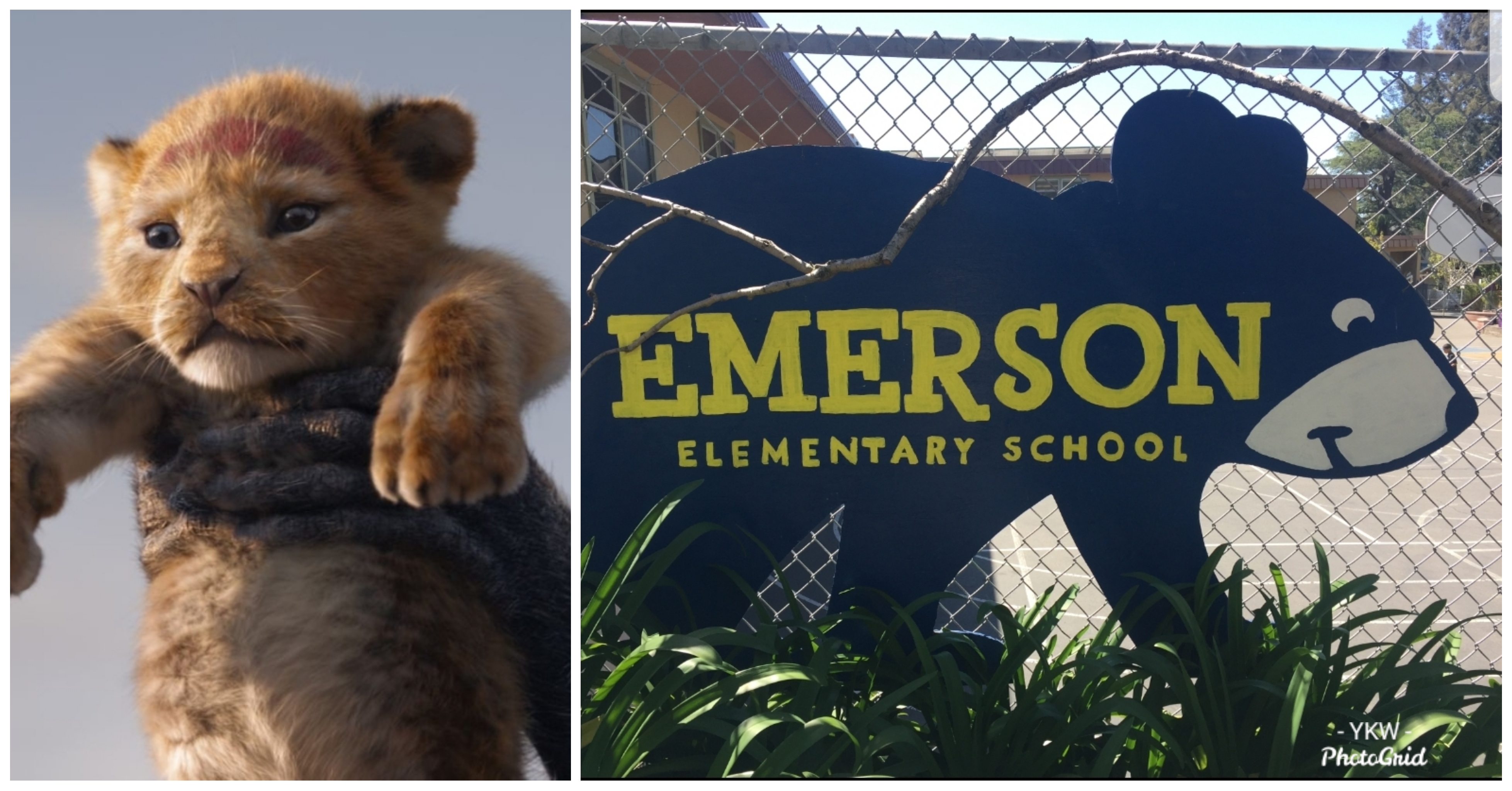 Elementary School Fined $250 After Showing “The Lion King” At Fundraising Event