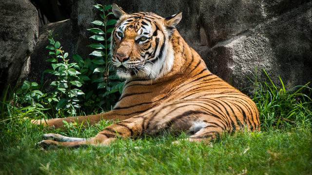 Tiger At Bronx Zoo Tests Positive For Coronavirus