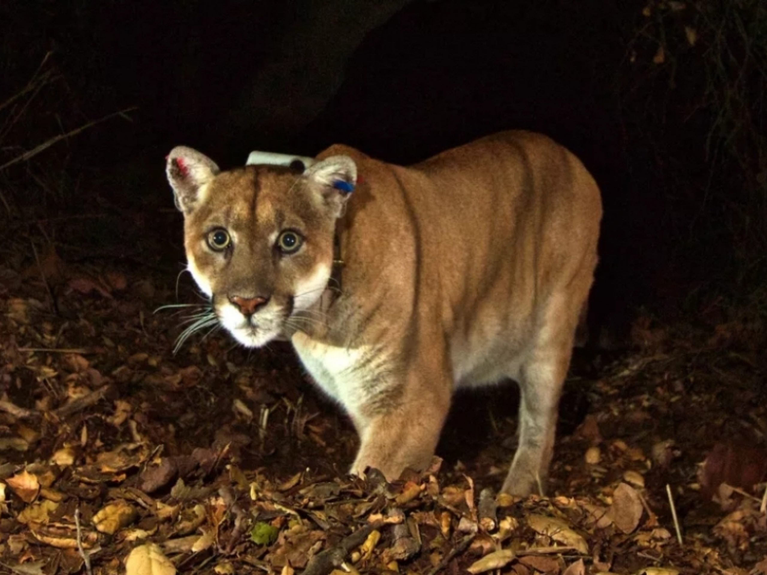 P-22, Los Angeles’ Famous Mountain Lion, Has Been Euthanized
