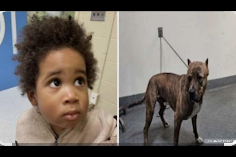 child and dog found in car